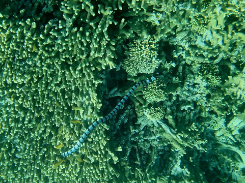 Menjangan Trip Snorkeling & Diving-Pejarakan必去景点