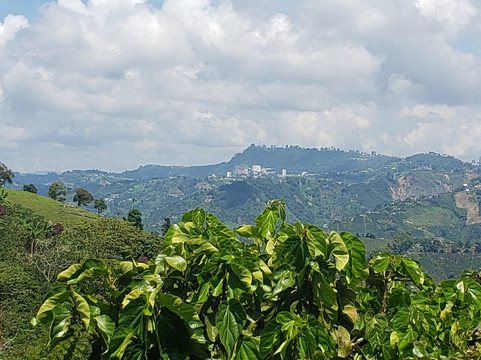 Jaramillo's Coffee-Marsella必去景点