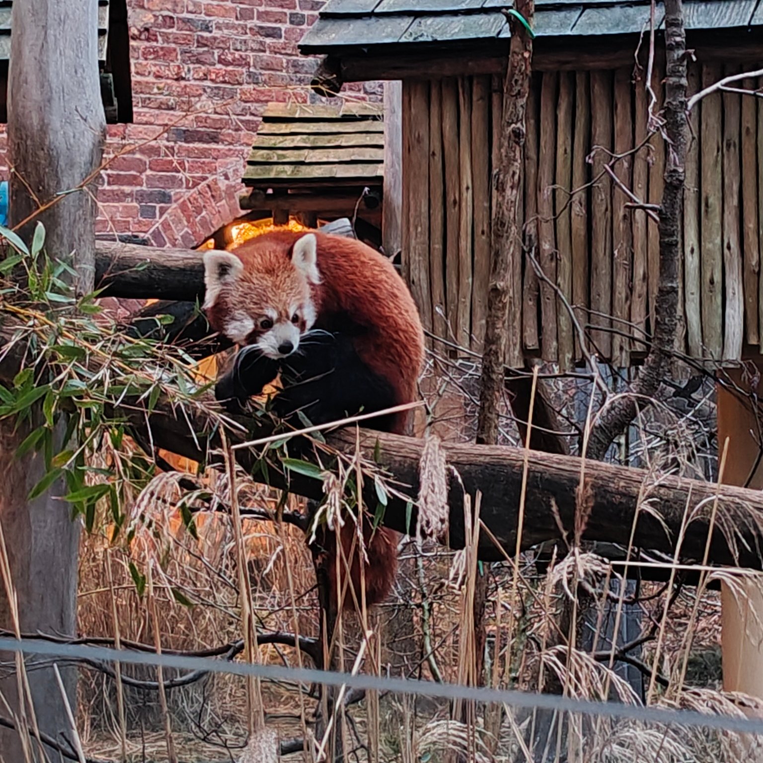 Safari Lodges At West Midlands Safari Park-官方