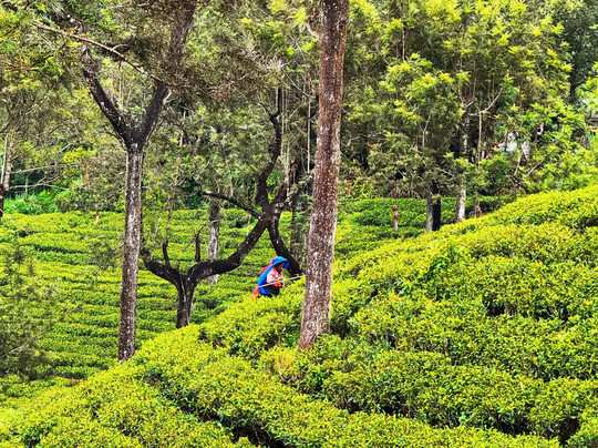 ceylonwing tours-Dharga Town必去景点