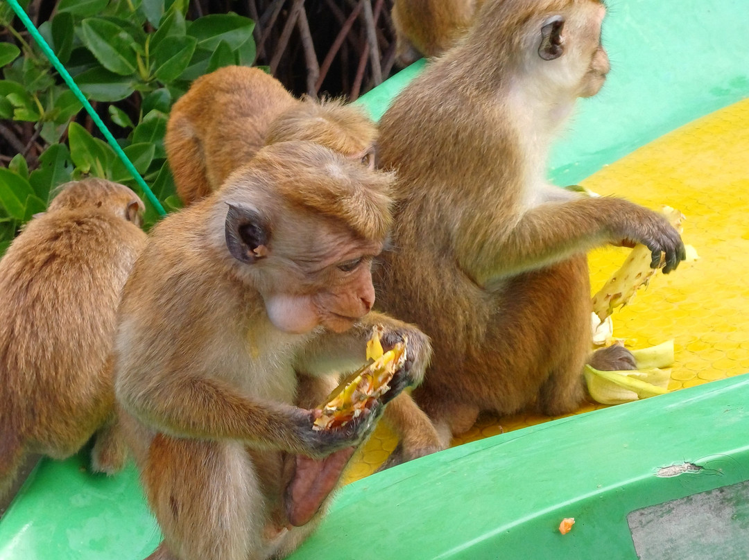 Sri Infinity Tours-贝卢瓦拉必去景点