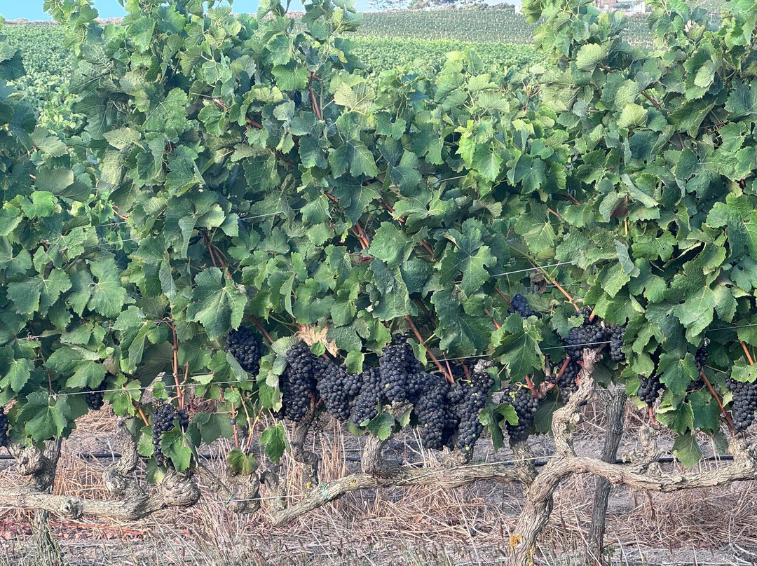 赛文瓦赫特酒庄酒店主图