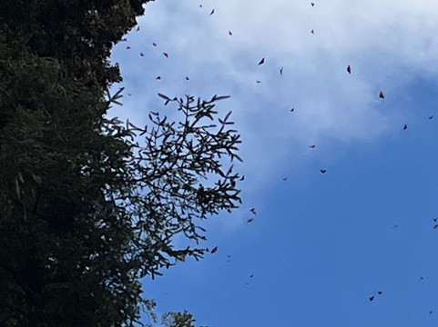 El Rosario Monarch Butterfly Preserve-中部墨西哥和墨西哥湾沿岸必去景点