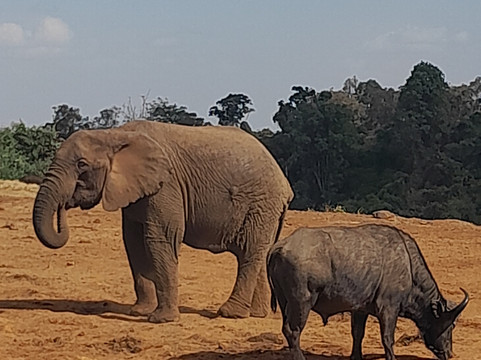 Rhino Africa Safaris-开普敦中心区必去景点