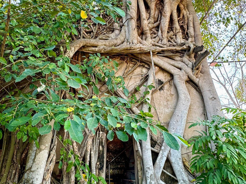 Wat Bang Kung-挽坤弟必去景点