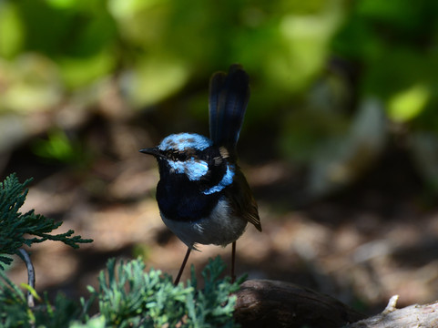 Cowra Japanese Garden & Cultural Centre-考兰必去景点