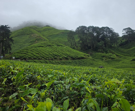 Discover Camerons-丹那拉塔必去景点