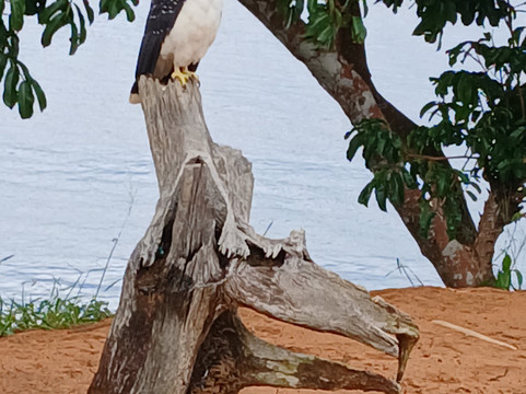 Amazon Green Island tour-Novo Airao必去景点