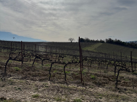 Decugnano dei Barbi-奥尔维耶托必去景点