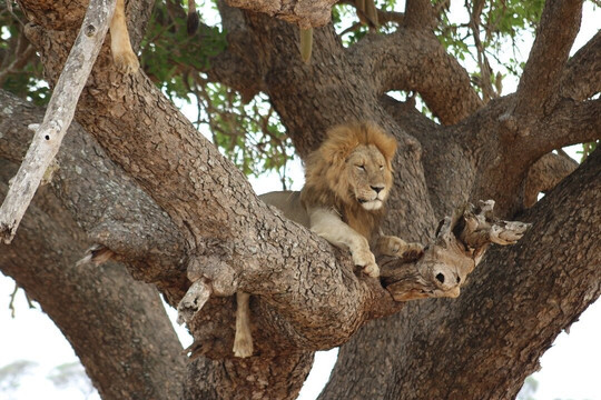 Regal African Safaris-Usa River必去景点