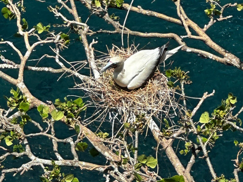Fernando de Noronha Marine National Park-费尔南多-迪诺罗尼亚群岛必去景点