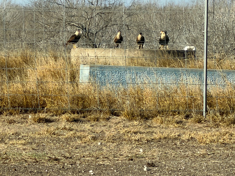 King Ranch-Kingsville必去景点