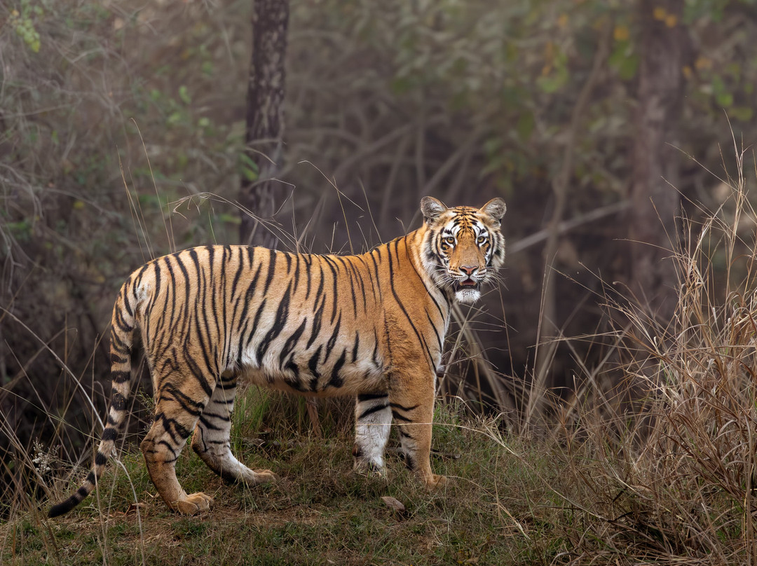 Olsen Photo Tours - Wildlife Experiences-Porto Jofre必去景点