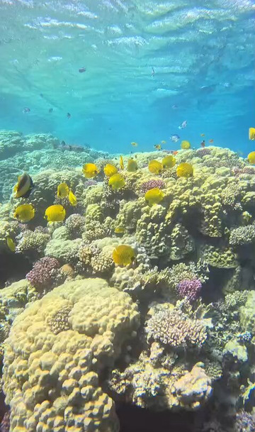 ORCA Dive Club Soma Bay-索马湾必去景点