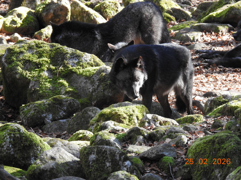 La Maison des Loups-奥尔吕必去景点