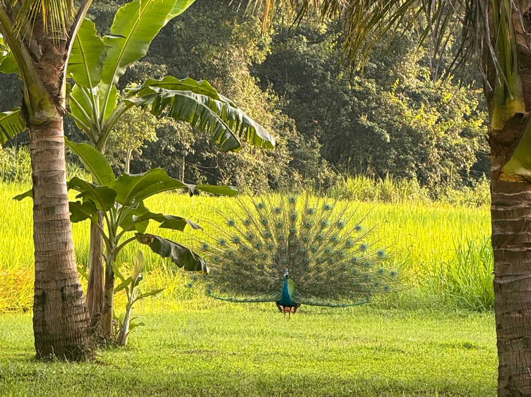 Ceylon D Tours-加勒必去景点