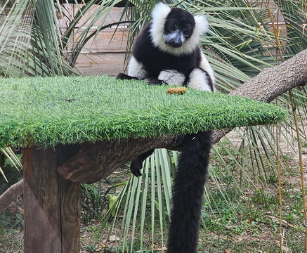 North Florida Wildlife Center-Lamont必去景点