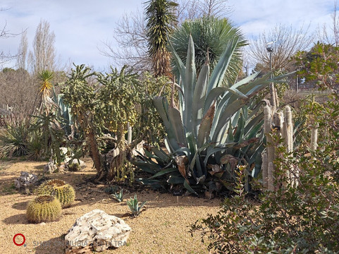 Jardin Botanico de Castilla-La Mancha-阿尔瓦塞特必去景点