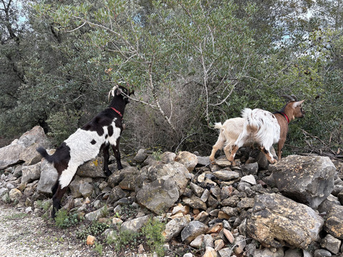 Euro Goat Trekkers-Tarbena必去景点