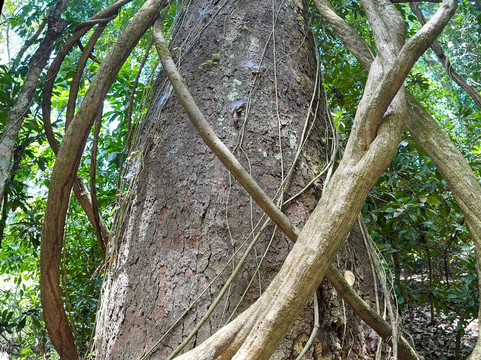 Carara National Park-卡拉拉必去景点