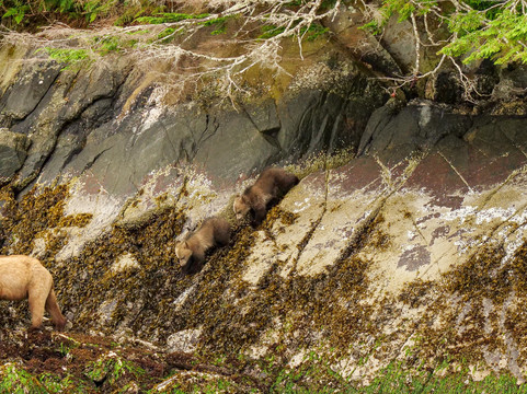 Vancouver Island Photo Tours-Port McNeill必去景点
