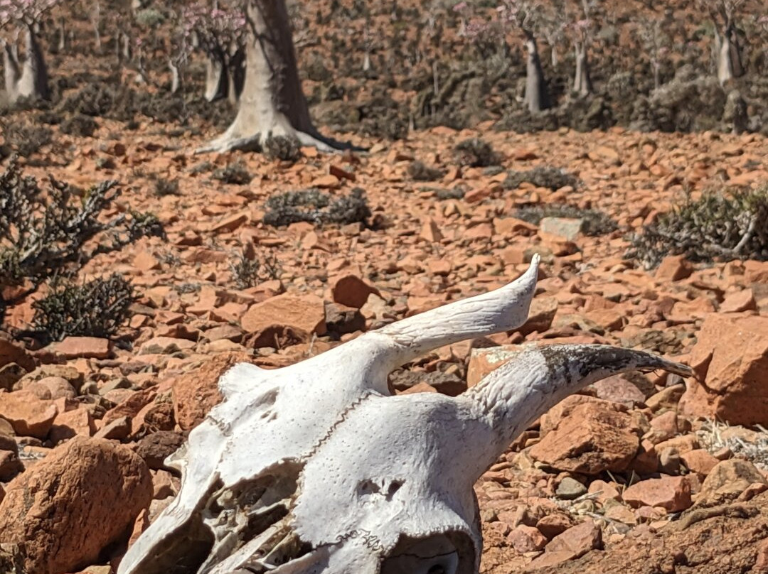 WelcomeToSocotra-索科特拉岛必去景点