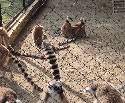 Tarsus Hayvan Parkı-Tarsus必去景点