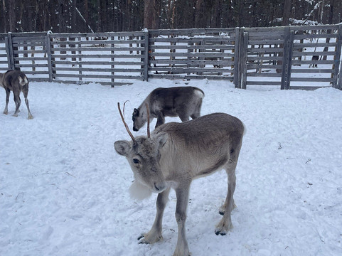 Angeli Reindeer Farm-伊纳里必去景点