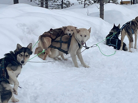 Taigausko Husky Experience-伊纳里必去景点