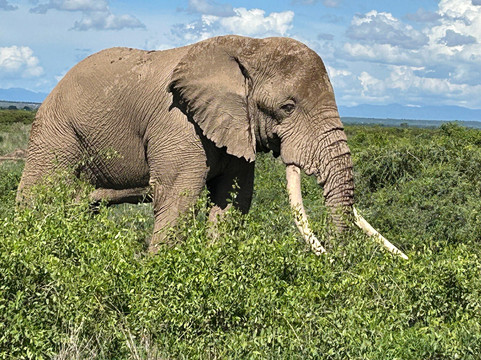 Designer Safari-内罗毕必去景点