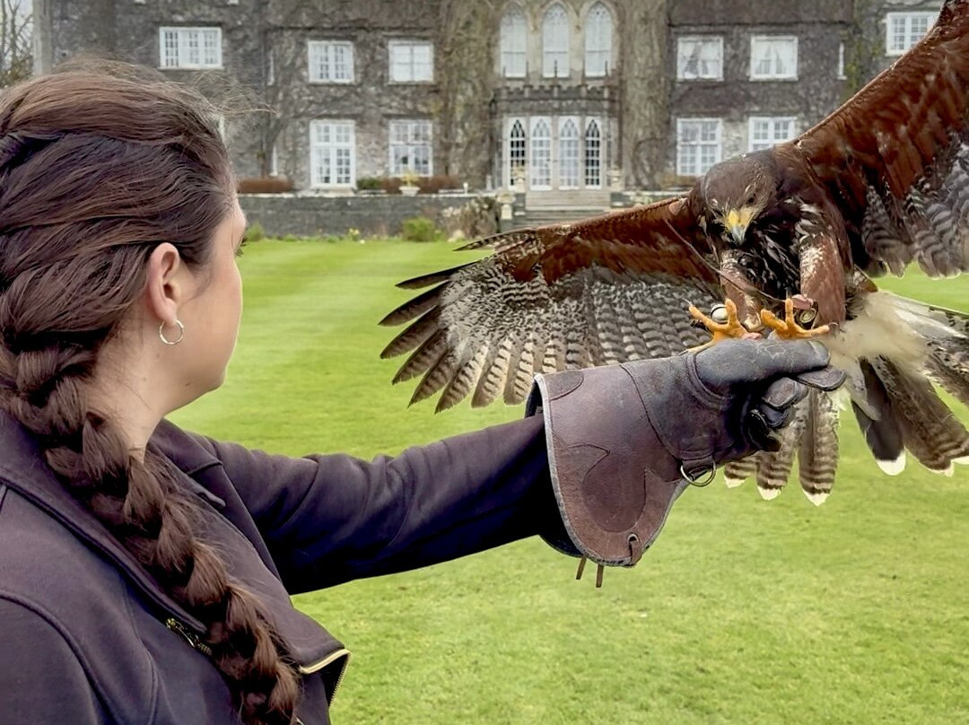 Dublin Falconry-Castleknock必去景点