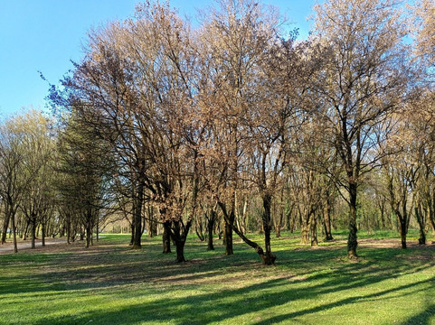 Bosco delle Querce-塞维索必去景点