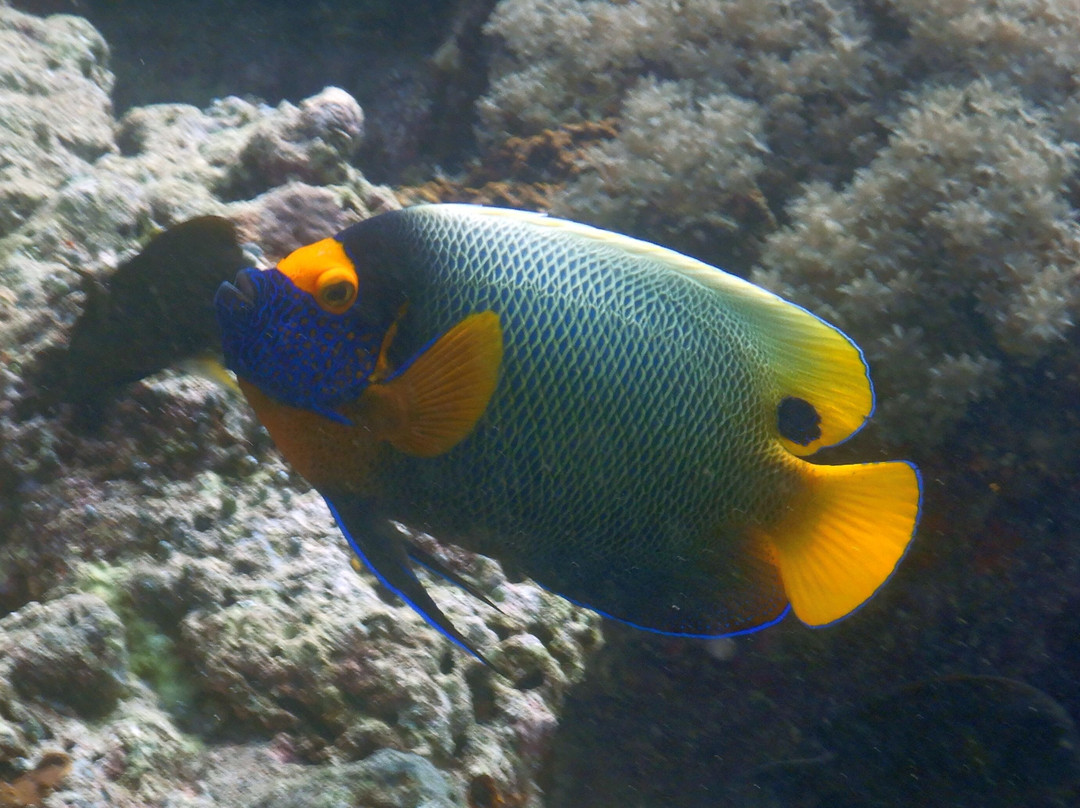 Uepi Island Resort主图