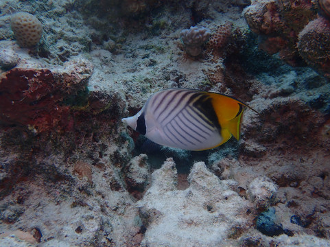 ORCA Dive Club Coral Garden-Safaga必去景点