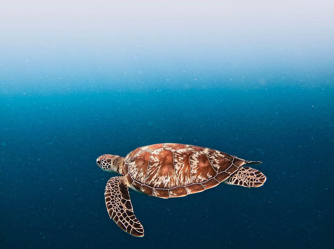 Euro-Divers Club Med Finolhu Villas-马累必去景点