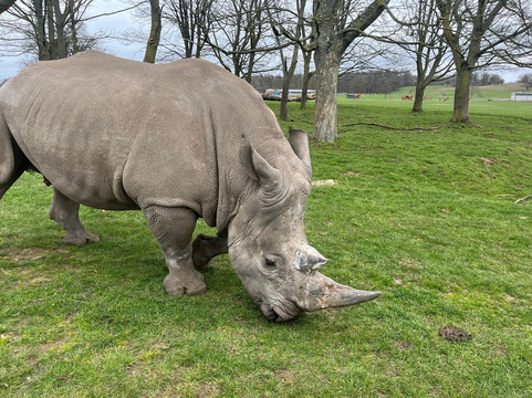 Woburn Safari Park-Woburn必去景点