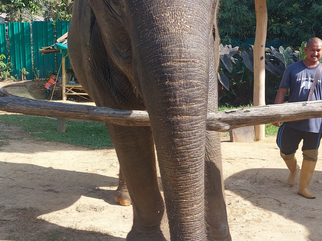 Lanta Elephant Sanctuary-兰塔岛必去景点