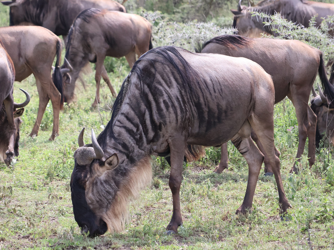 Evergreen Escape Expeditions - Africa-南由基必去景点