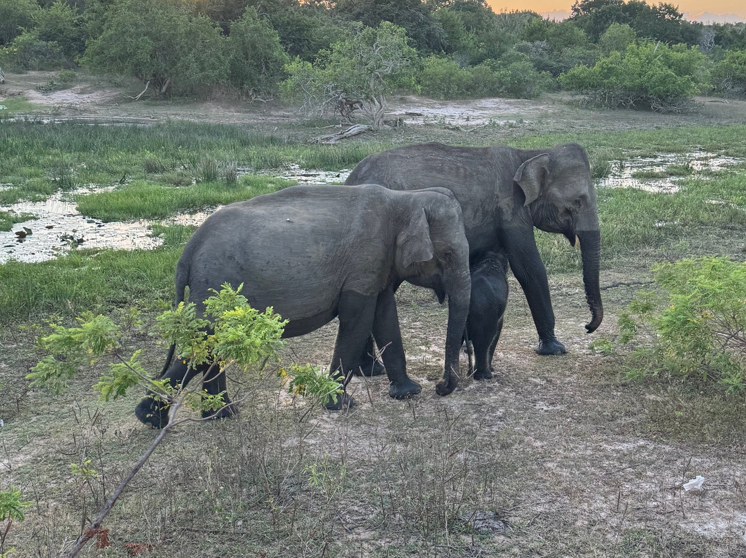 Starline Journeys-Wattegama必去景点