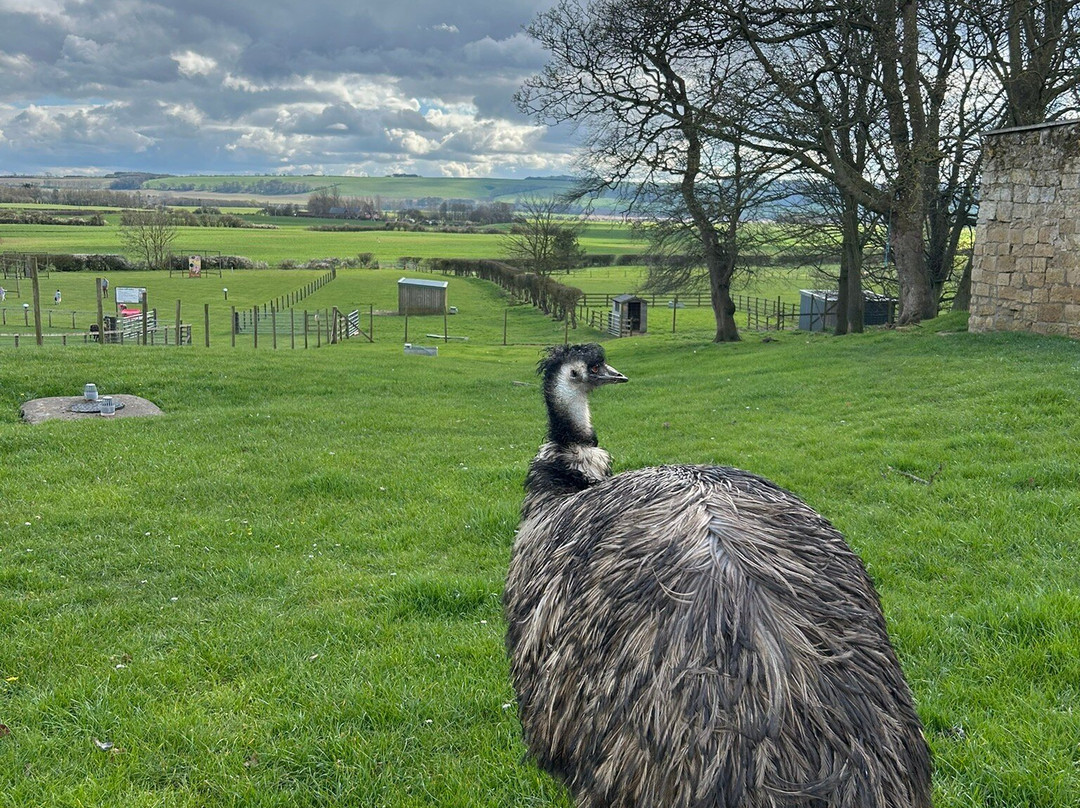 Playdale Farm Park-斯卡伯勒必去景点