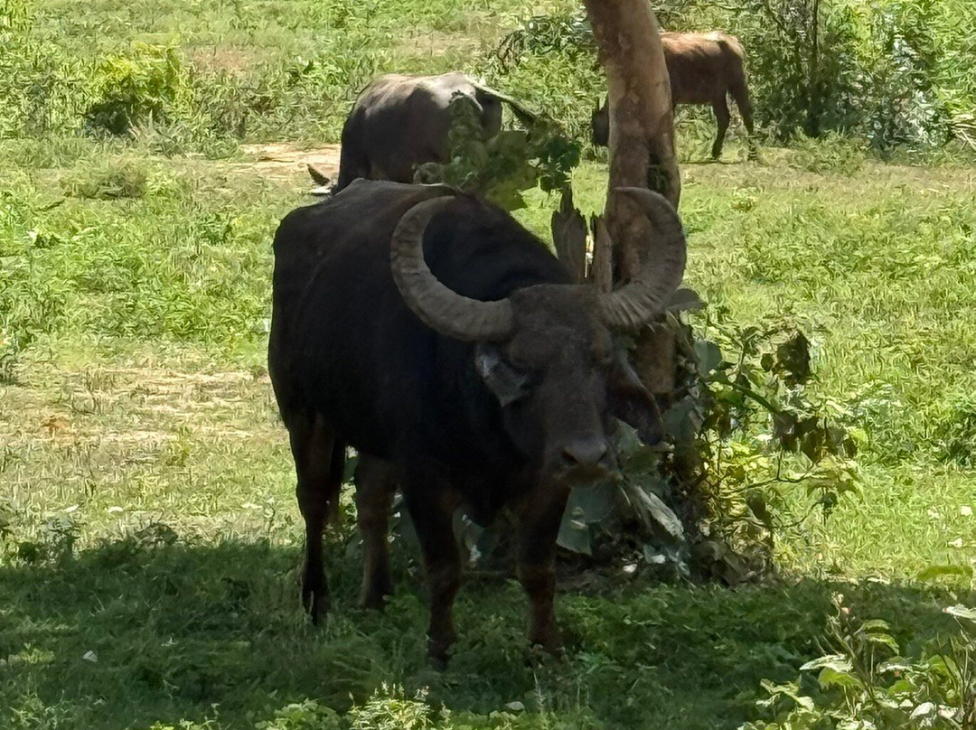 Slow Safaris by Nomad Trails-Sri Lanka-乌达瓦拉瓦必去景点