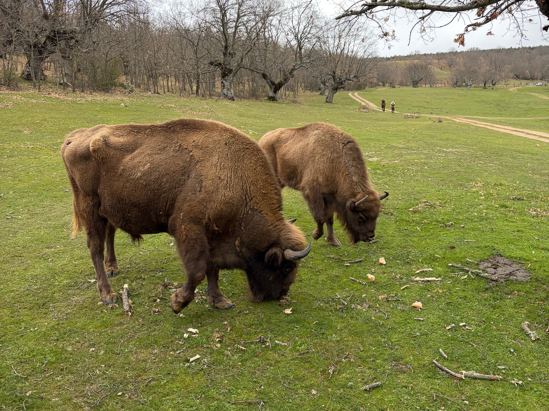 Paleolitico Vivo-布尔戈斯省必去景点