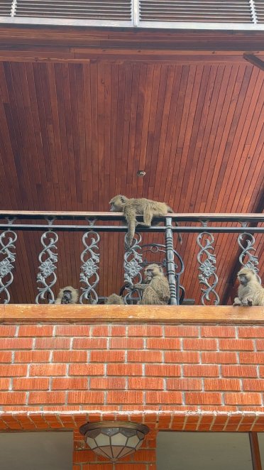 曼亚拉湖野生动物小屋-官方