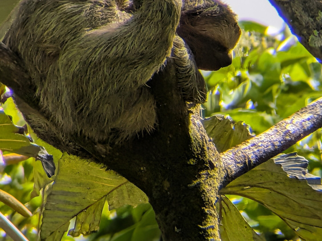 Bijagua Rainforest - Tours-Bijagua de Upala必去景点