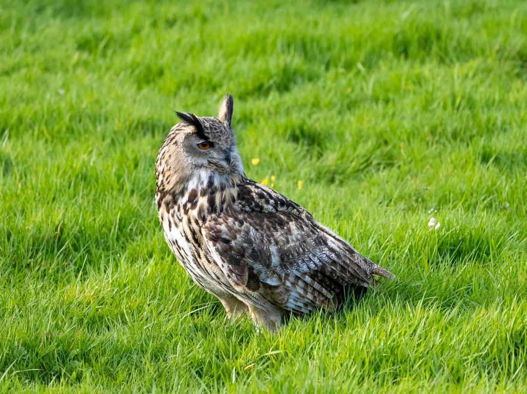The British Bird of Prey Centre-喀麦登必去景点