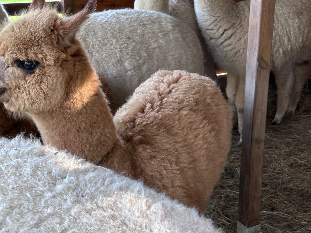 Alpacas de la Tierruca-Llanos必去景点
