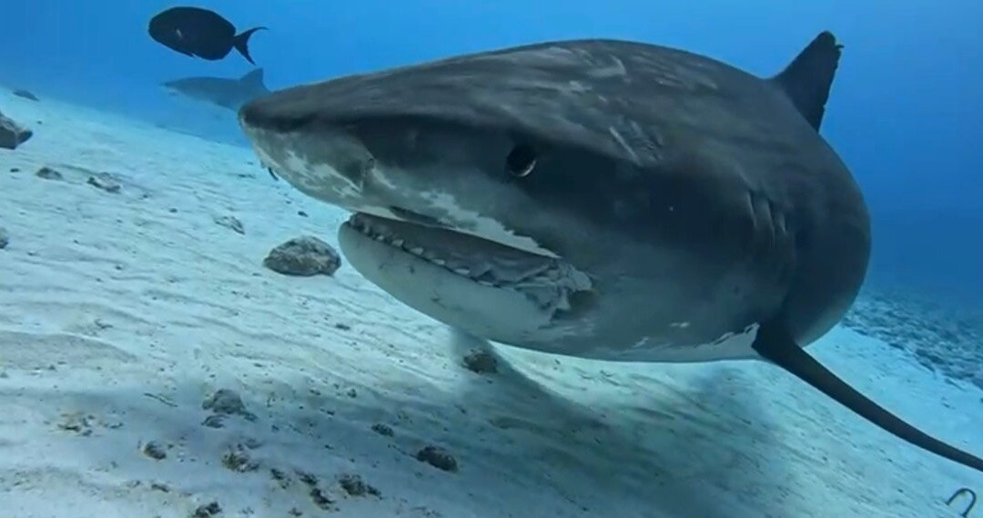 Pelagic Divers Fuvahmulah-Fuvahmulah必去景点