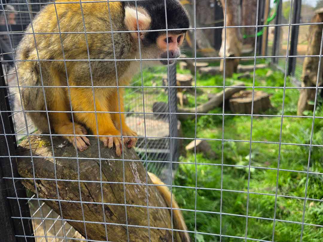 Ashlyns Wildlife Park-North Weald必去景点