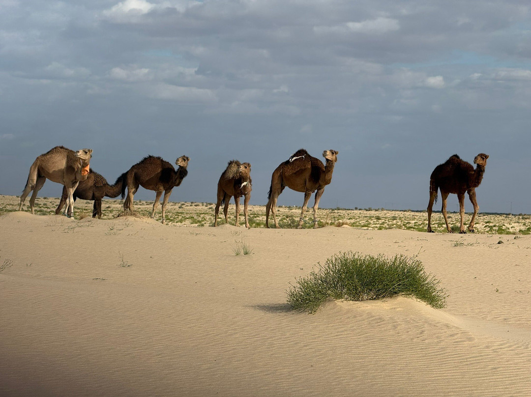 Galaxy Tours | Star Wars Tours & Indiana Jones Tours in Tunisia-塔吐弯必去景点