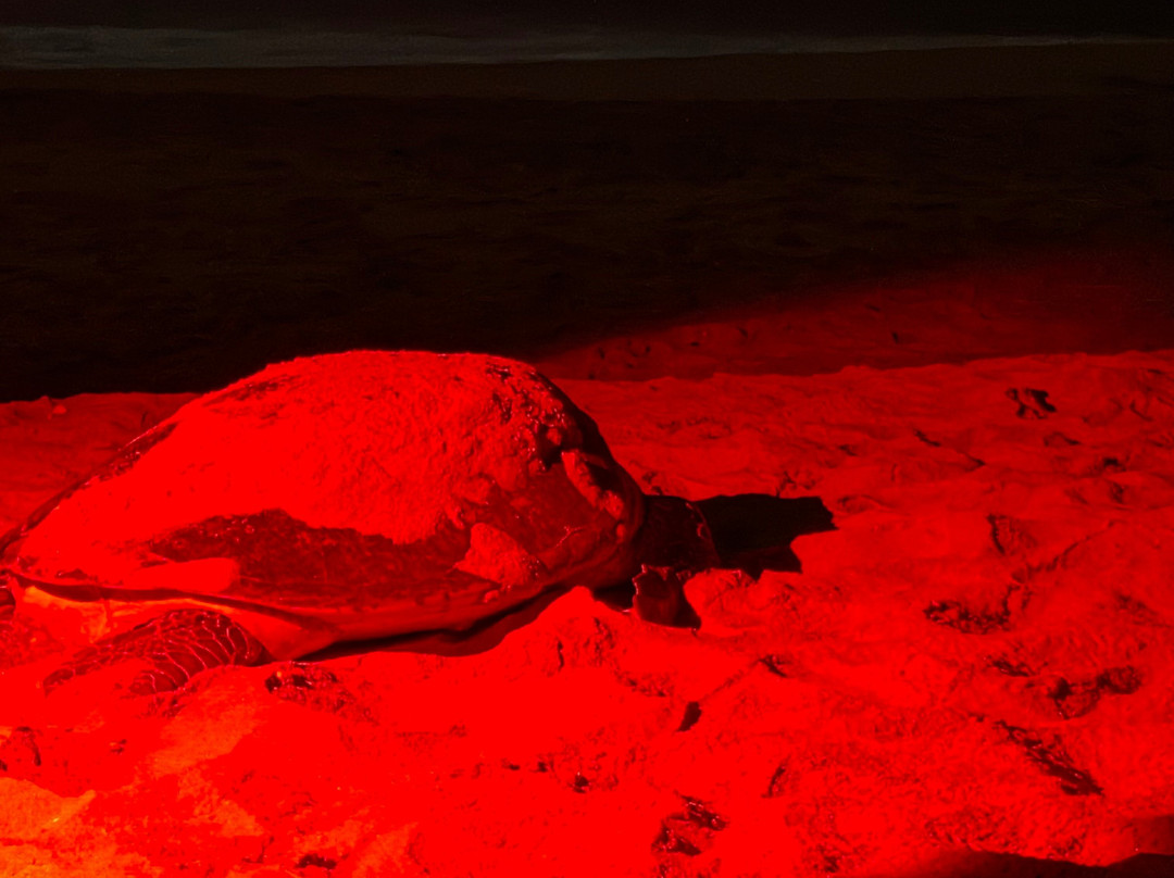 Turtle Watch Rekawa-唐卡拉必去景点